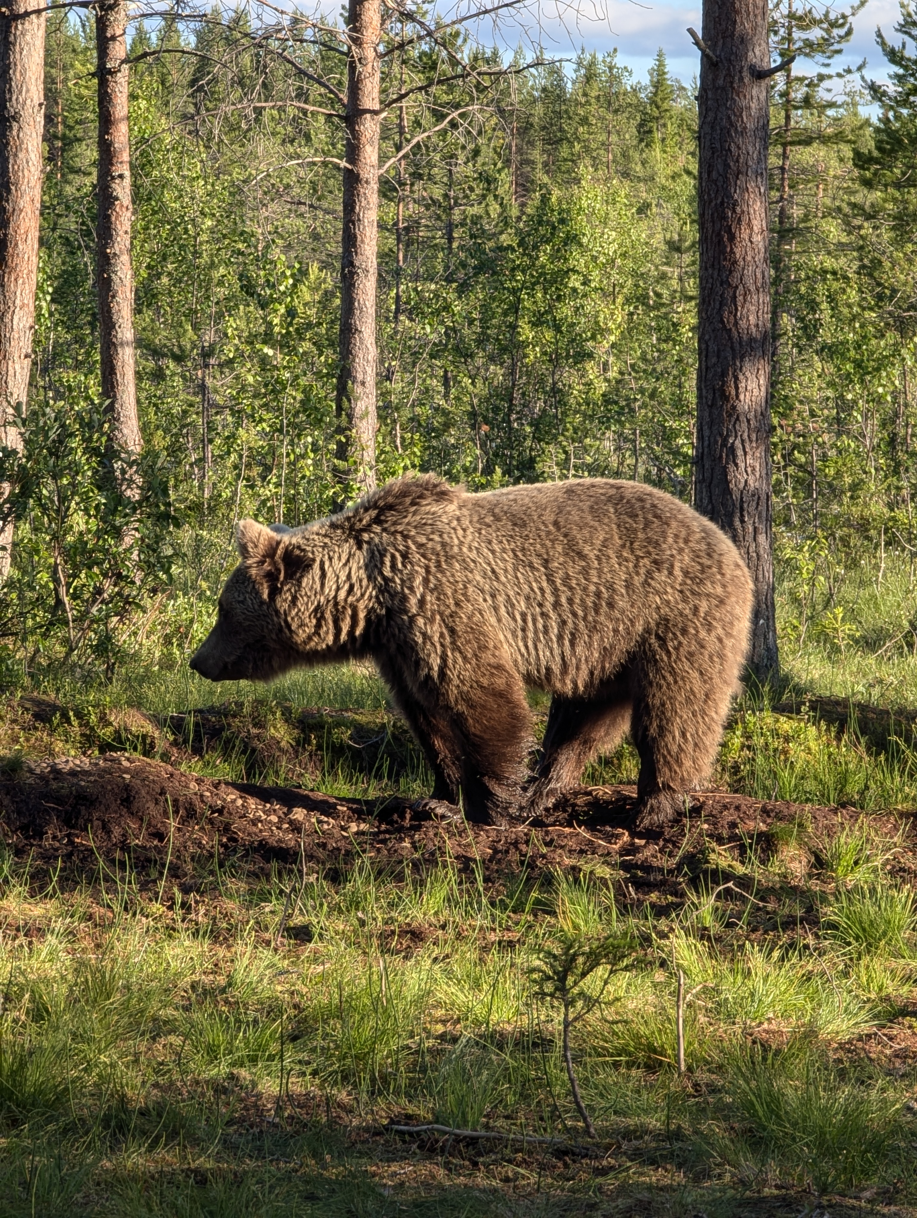 Brown bear in a forest
