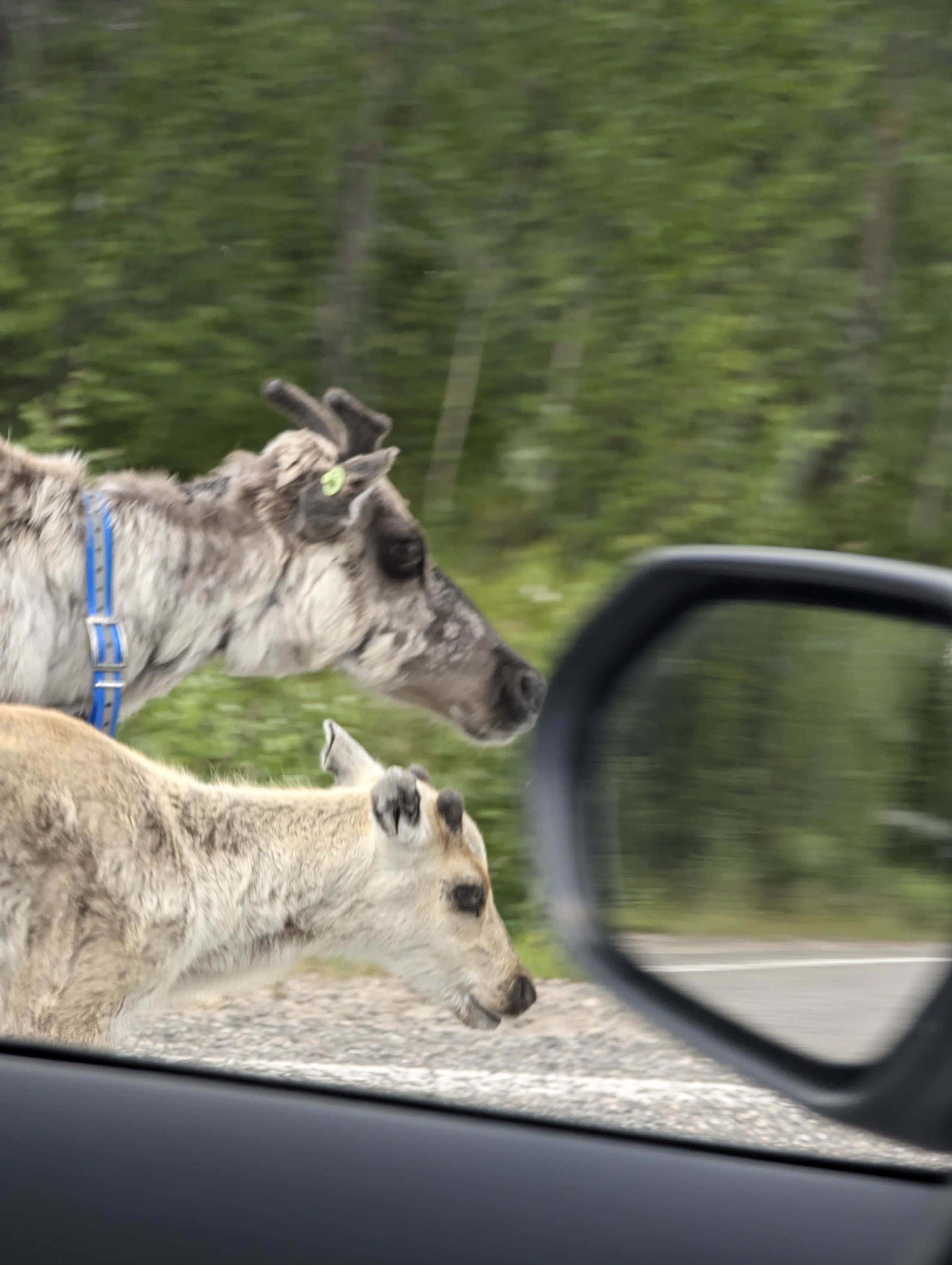 Two reindeer near a road