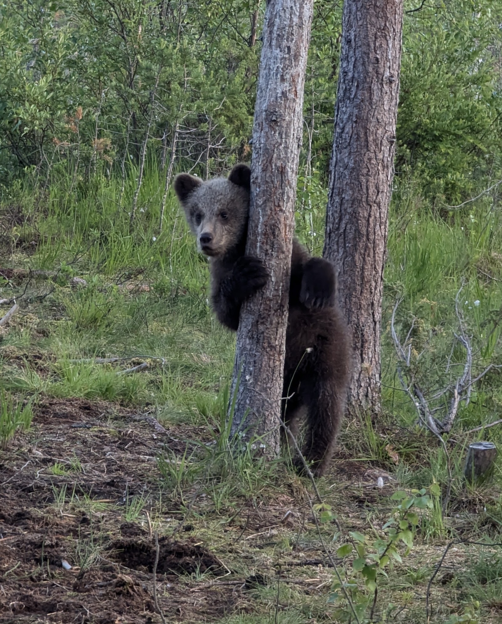 Small bear standing behind a tree